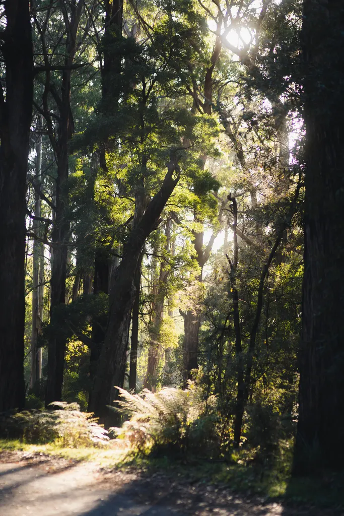 A tree-lined forest path with dappled sunlight filtering through dense canopy foliage.