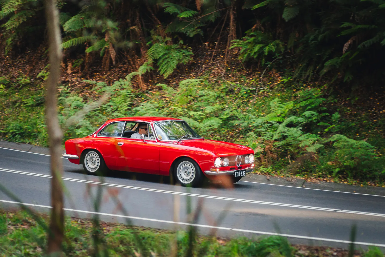 A red Alfa Romeo sports saloon drives along a forested road lined with ferns and trees.